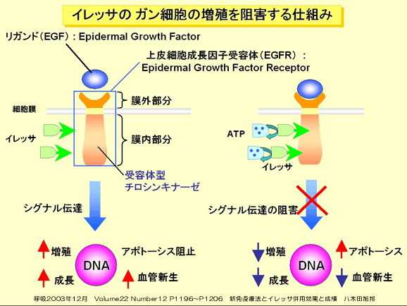 分子標的治療薬の作用機序