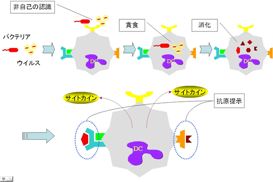 DC細胞の解説