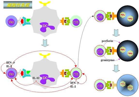 細胞性免疫の解説