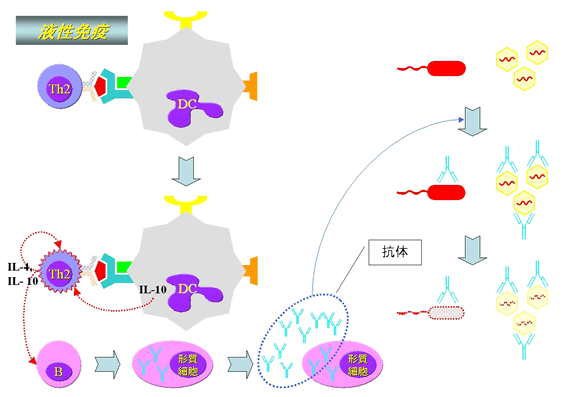 液性免疫の解説
