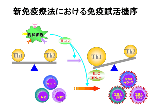 新免疫療法における免疫賦活機序